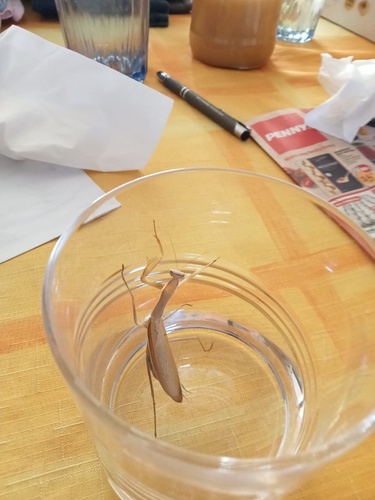 European Mantis