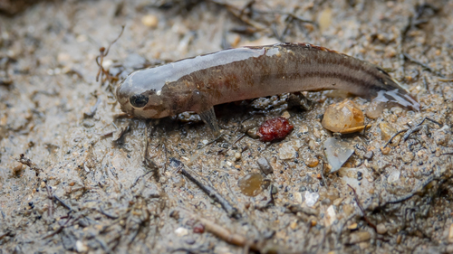 Abe's mangrove goby