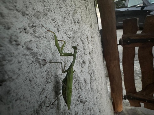 European Mantis