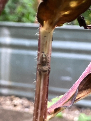 Grayish Jumping Spider