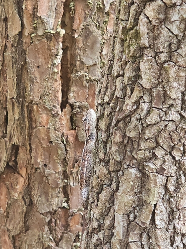 Eastern Fence Lizard