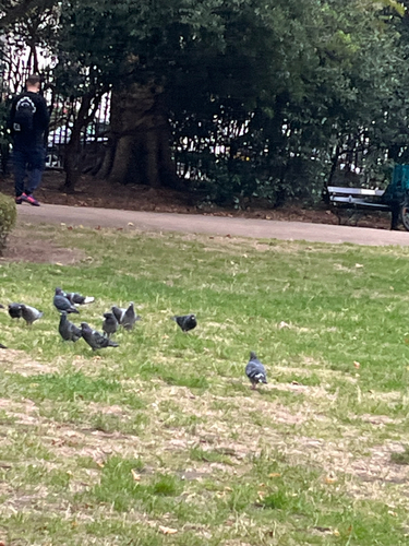 Feral Pigeon