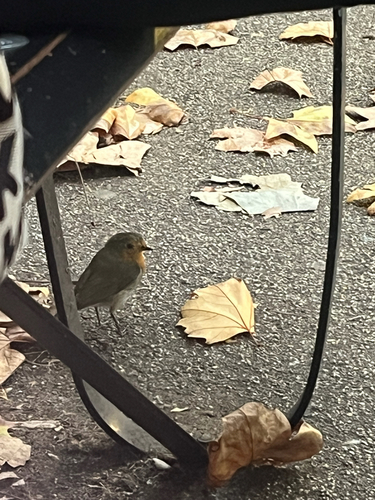 European Robin