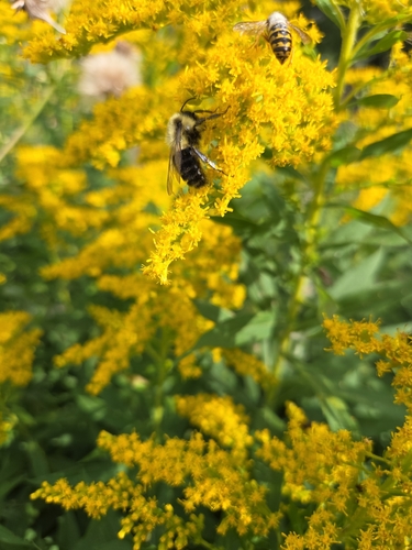 Common Eastern Bumble Bee