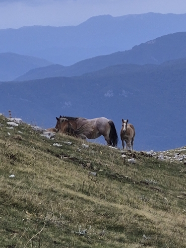 Domestic Horse