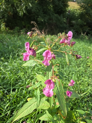Himalayan balsam