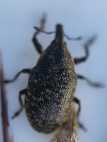 Turbine Cylindrical Weevil