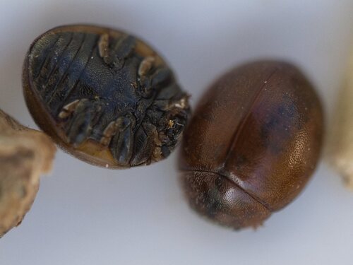 Cynegetis impunctata