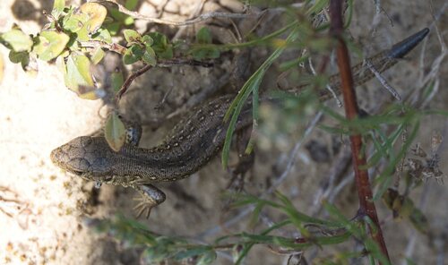 Sand Lizard