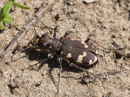 Northern Dune Tiger Beetle