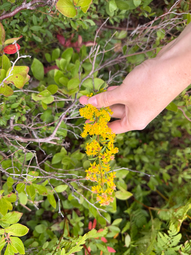 Downy Goldenrod