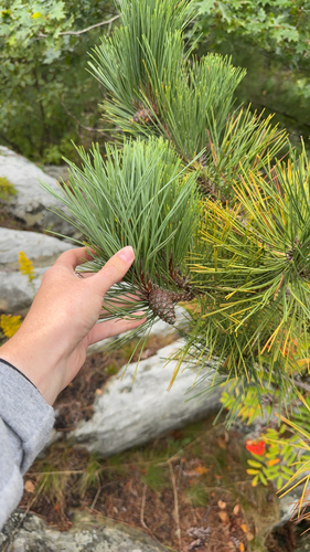 red pine