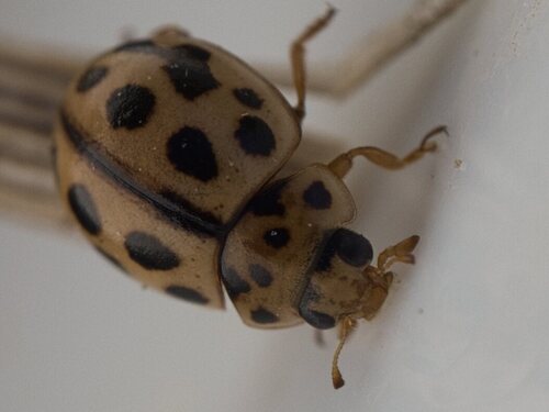 16-spot Ladybird