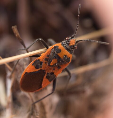 Spotted Firebug