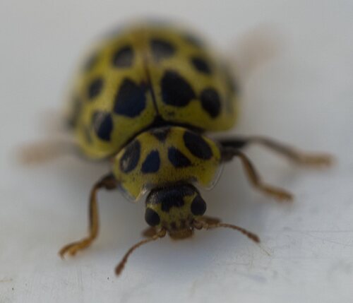 22-spot Ladybird