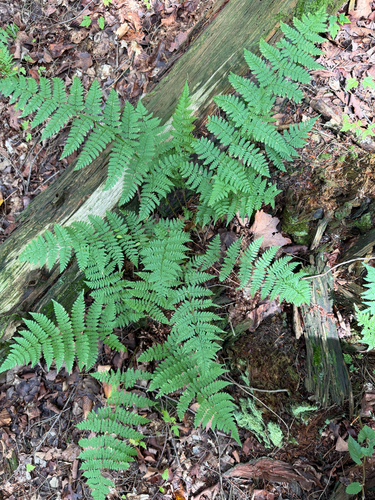 intermediate wood fern