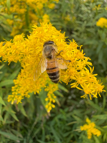 Western Honey Bee