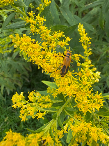 Goldenrod Soldier Beetle