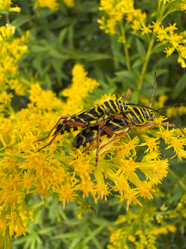 Locust Borer