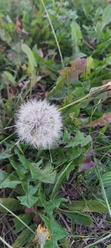 common dandelion