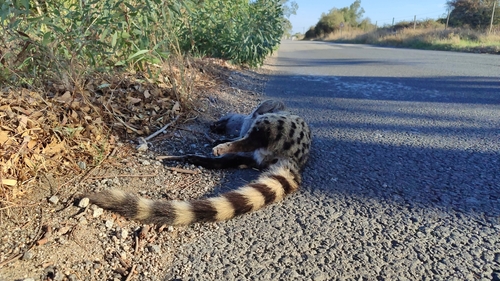 Northern Small-spotted Genet