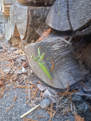European Mantis