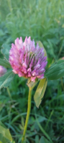 Red Clover