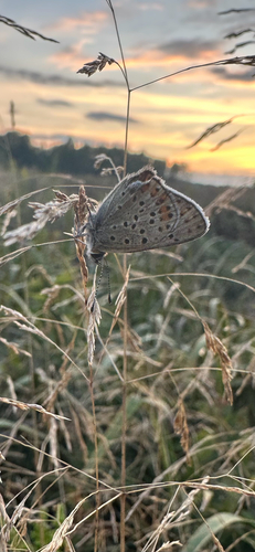 Sooty Copper