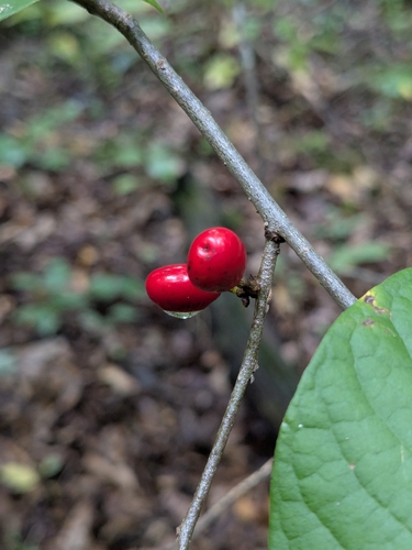 northern spicebush