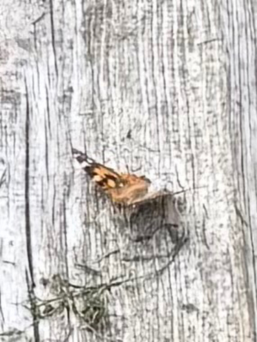 Painted Lady
