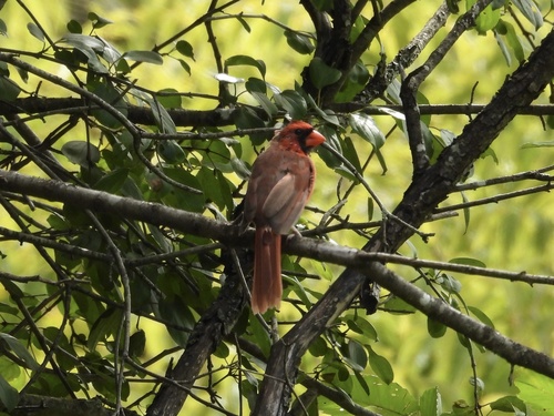 Northern Cardinal