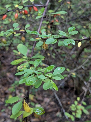 Japanese barberry