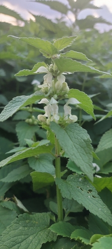 White deadnettle