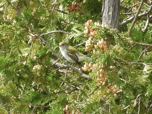Chestnut-sided Warbler