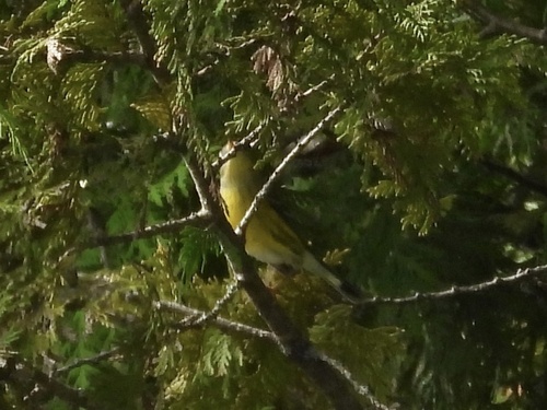 Magnolia Warbler