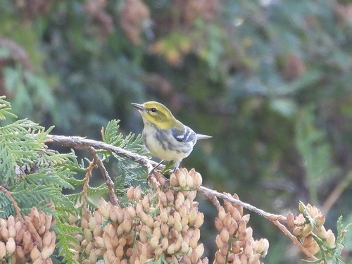 Black-throated Green Warbler