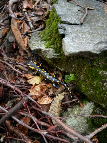 Fire Salamander