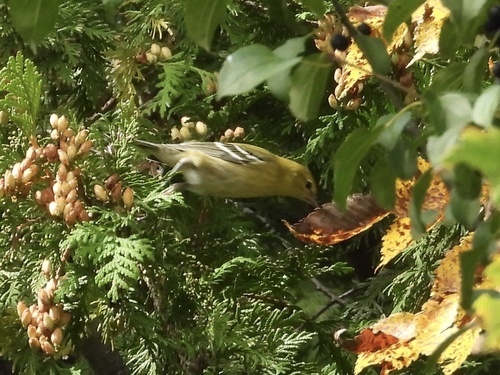 Bay-breasted Warbler
