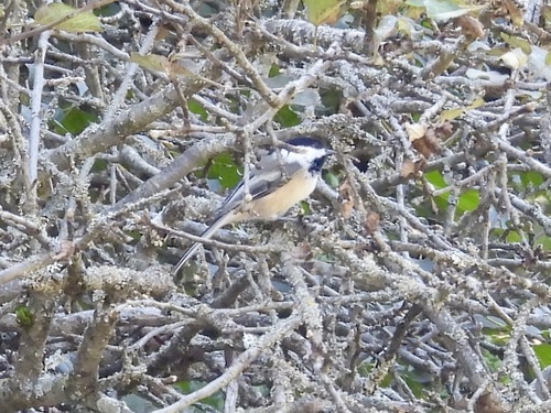 Black-capped Chickadee
