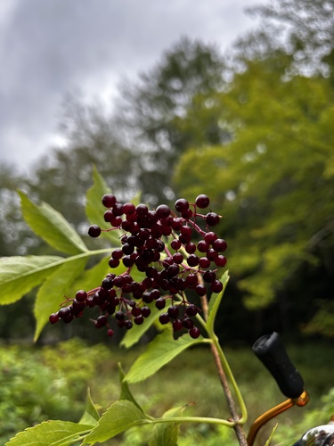 American black elderberry