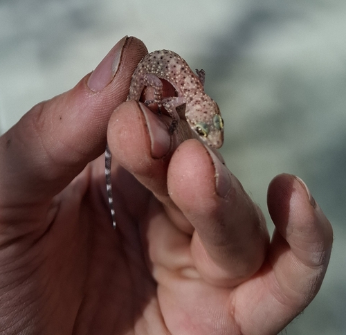 Mediterranean House Gecko