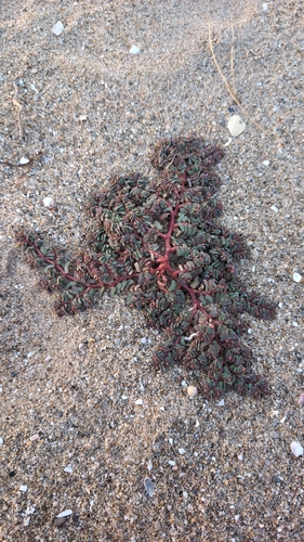 purple spurge
