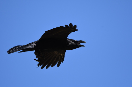 Common Raven
