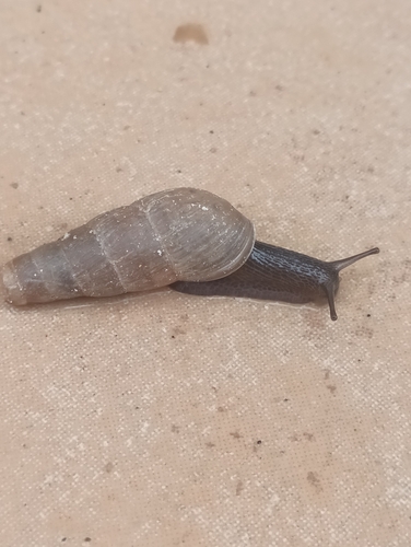 Decollate Snail
