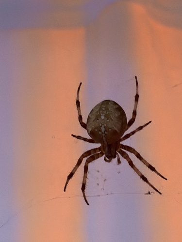 Cross Orbweaver