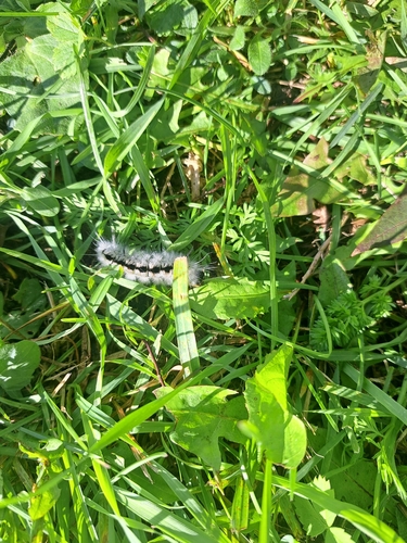 Hickory Tussock Moth