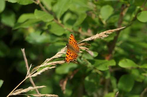 European Comma