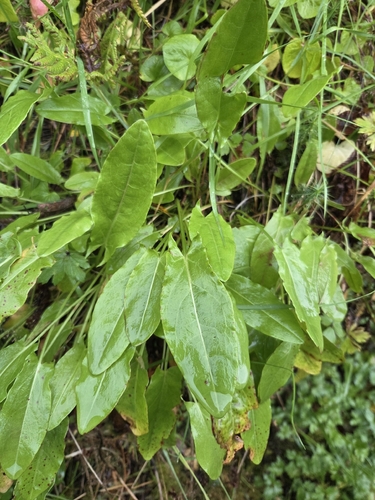 Common Sorrel