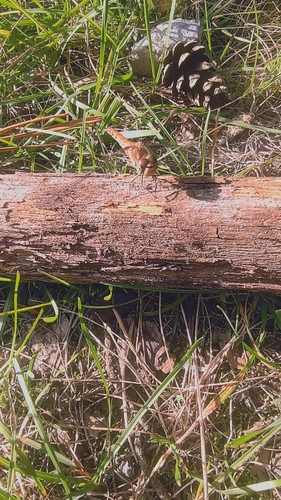 Common Darter