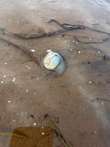 Northern Moonsnail